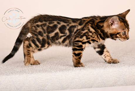 Bengal Brown kitten for sale Texas