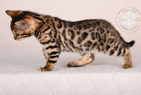 Bengal Brown kitten for sale Texas