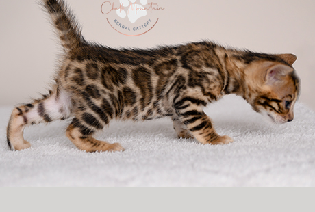 Bengal Kittens for sale near me