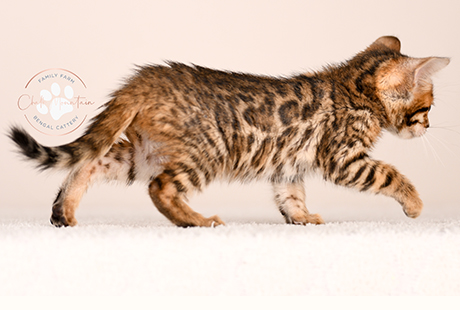 Bengal Brown kitten for sale Texas