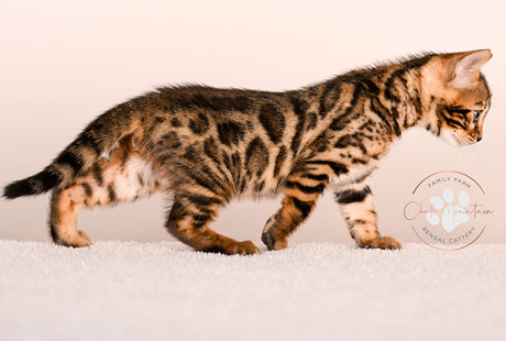 Bengal Kittens For Sale near me