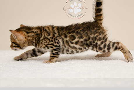 Bengal Kittens For Sale