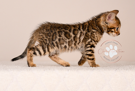 Bengal Male kitten available for sale