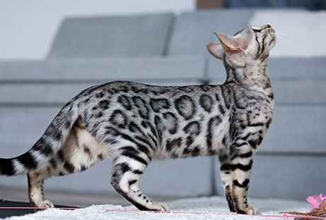 Bengal Kittens For Sale