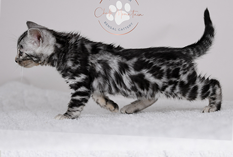 Bengal Kittens For Sale