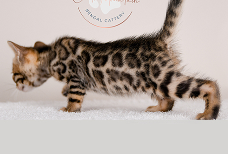 Bengal Kittens for sale near me