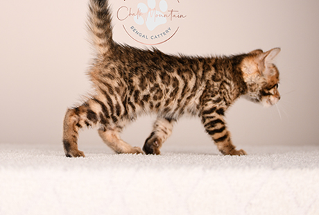 Bengal Kittens For Sale near me
