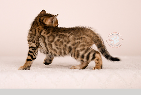 Bengal Brown kitten for sale Texas