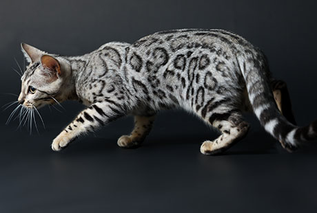 Bengal Kittens For Sale