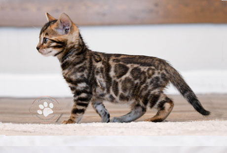 Bengal Kittens For Sale - Available Kittens