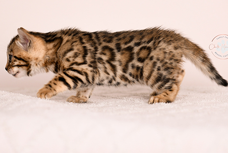 Bengal Male kitten available for sale
