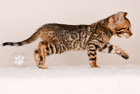Bengal Male kitten for sale Texas