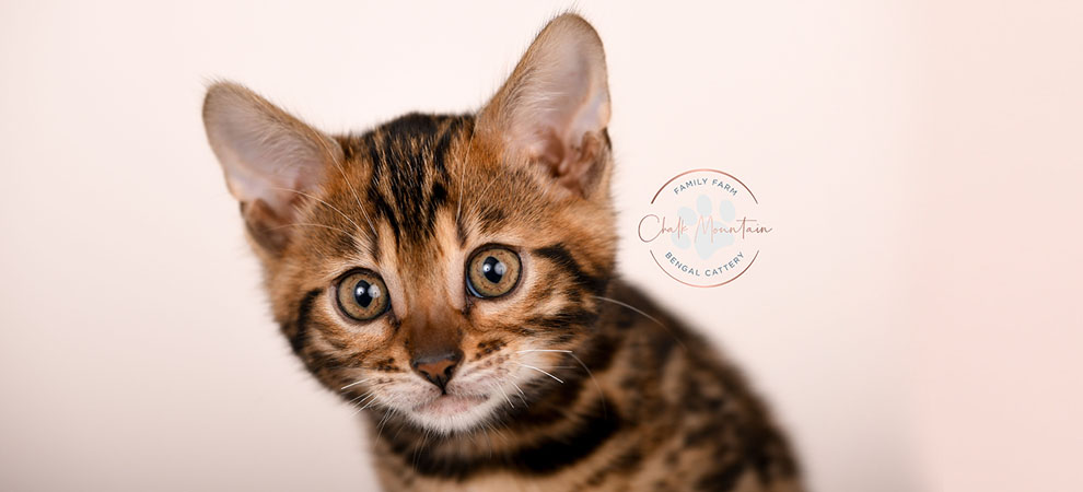 Bengal kitten for sale
