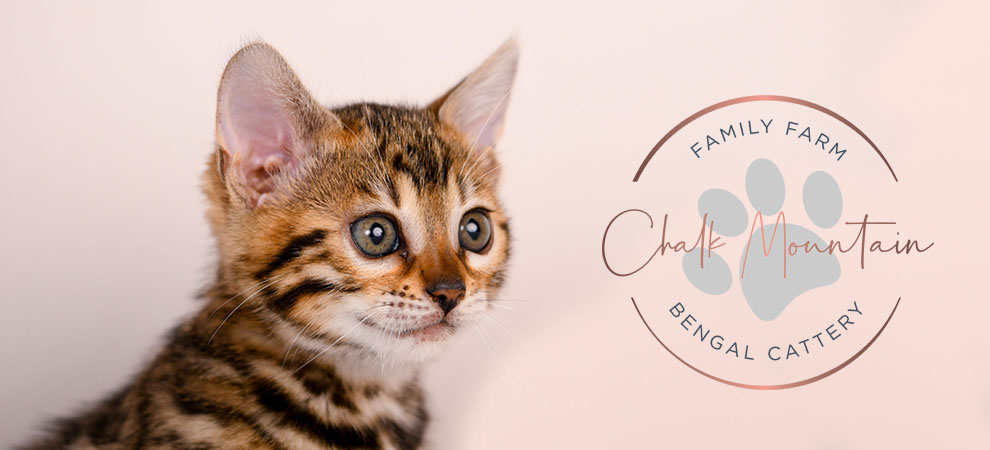 Bengal kitten for sale