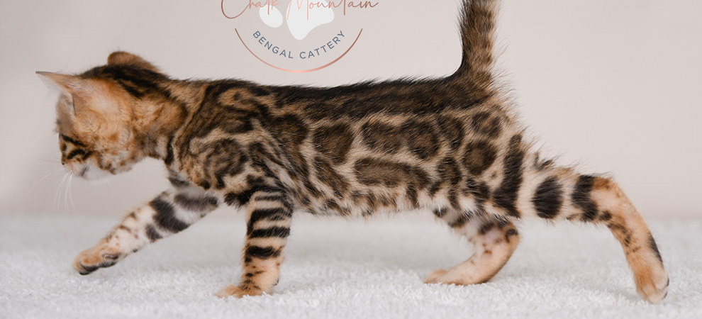 Bengal kitten for sale
