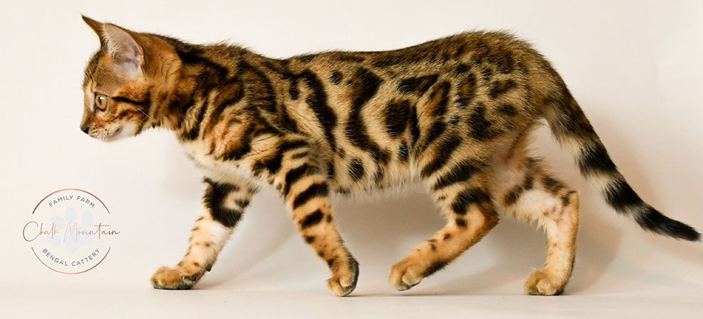 Brown bengal kitten with striking rosettes