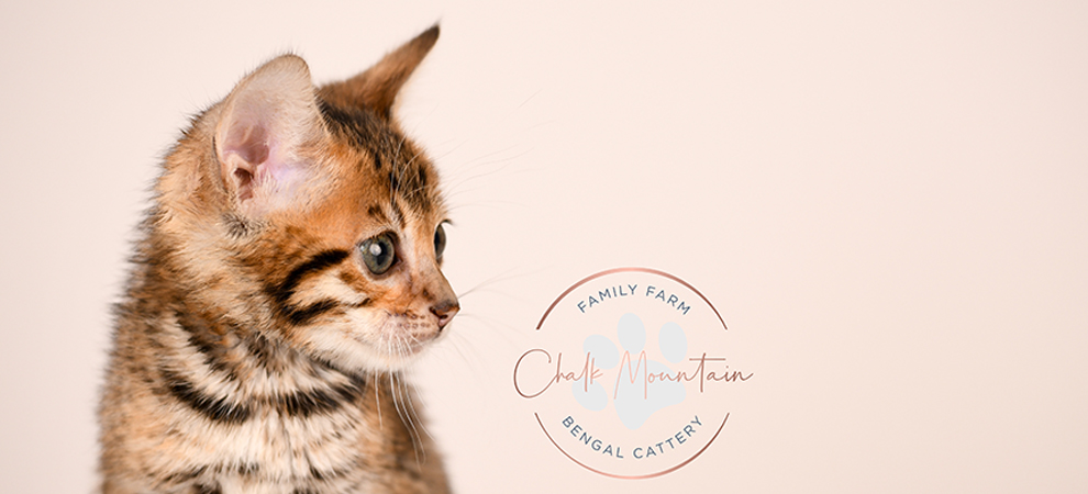 Bengal kitten for sale