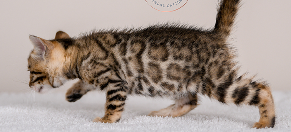 Bengal kitten for sale