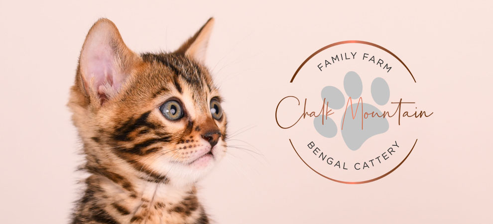 Bengal kitten for sale