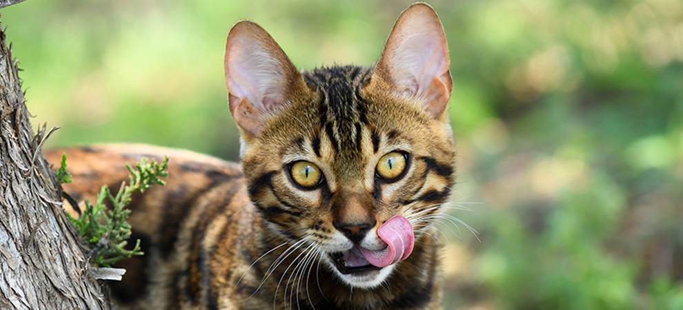 Bengal Kitten for sale