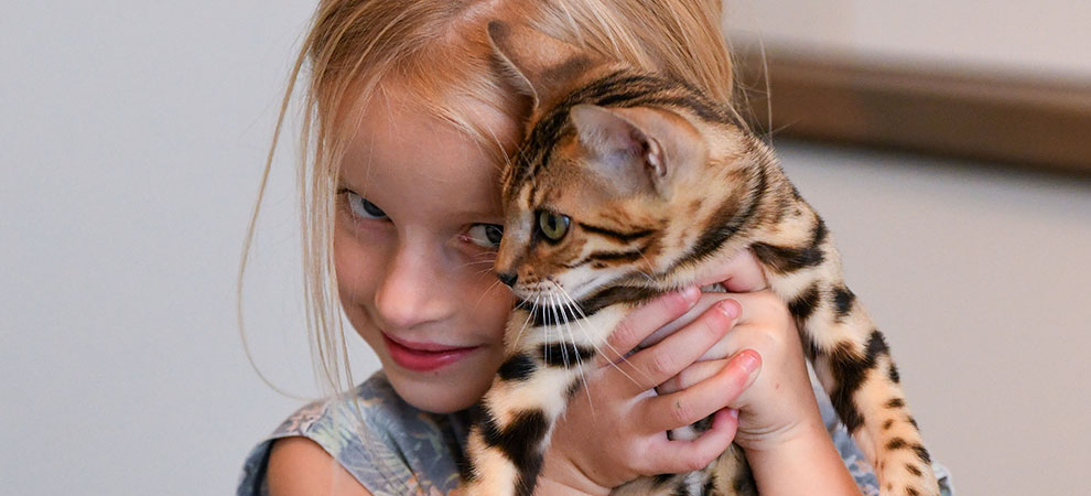 Bengal kitten for sale