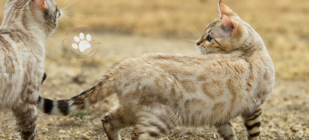 Sweet and social snow Bengal queen producing affectionate purebred snow Bengal kittens for sale
