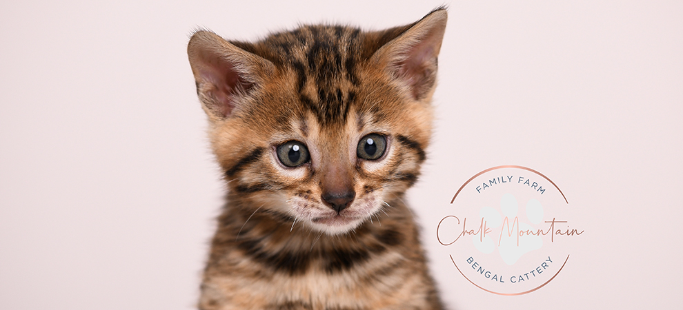 Bengal kitten for sale