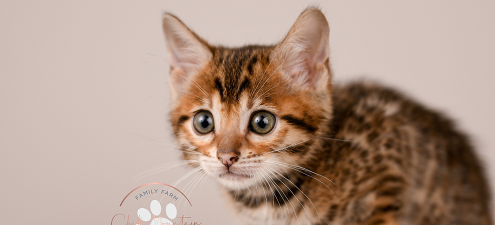 Bengal kitten for sale