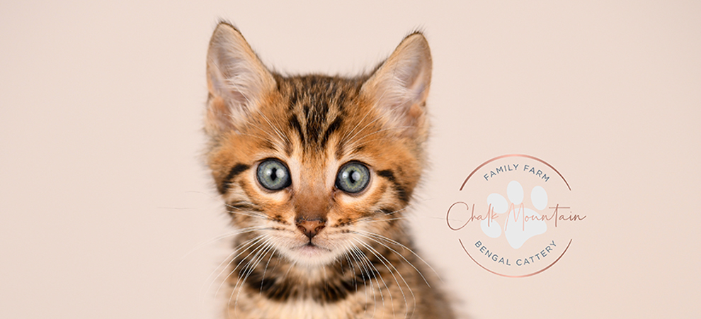 Bengal kitten for sale
