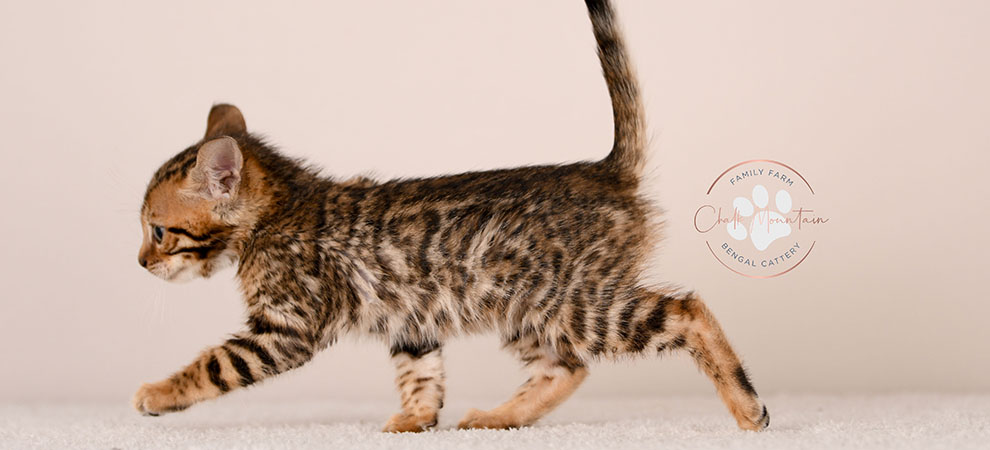 Bengal kitten for sale