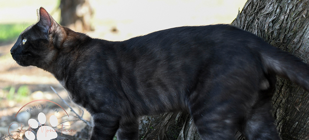 Bengal Kitten for sale