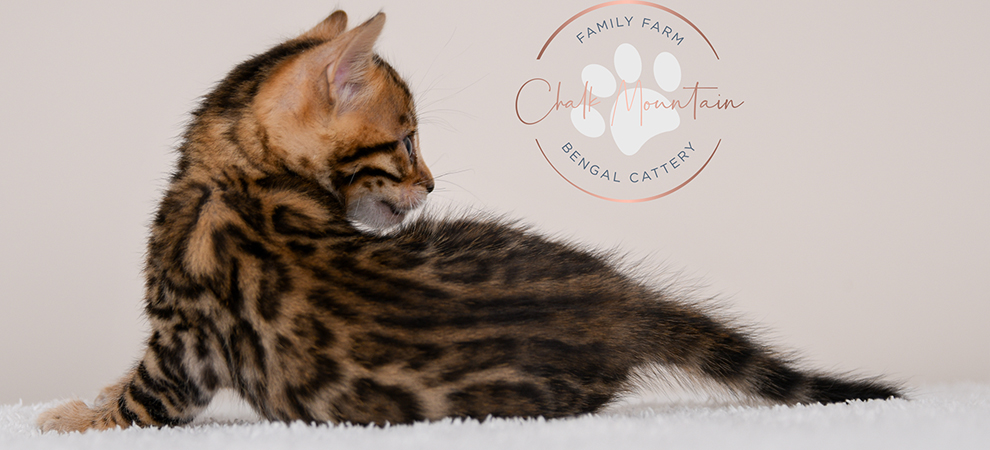 Bengal kitten for sale