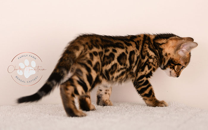 brown rosetted bengal kitten for sale in texas looking at camera