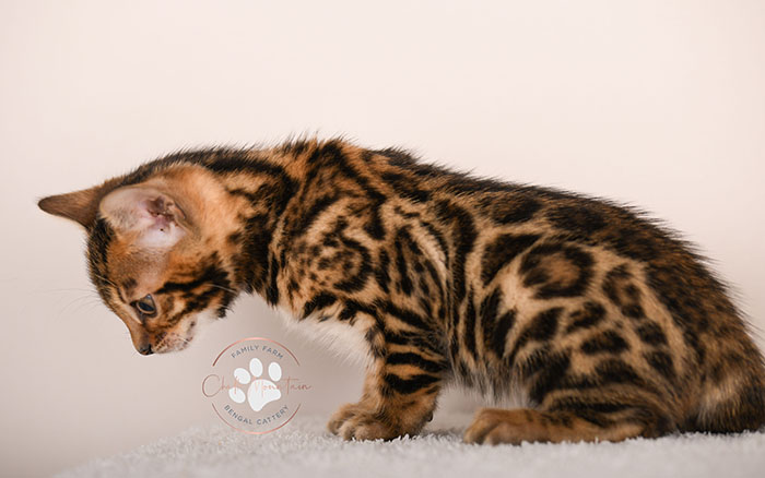 playful bengal kitten reaching forward with paw