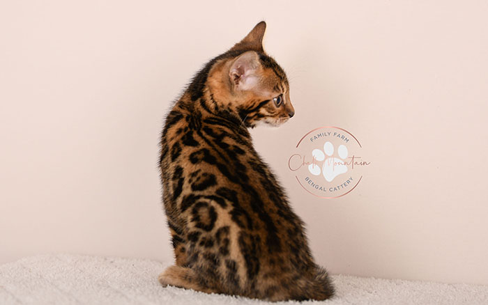 baby bengal cat sitting upright showing full body markings