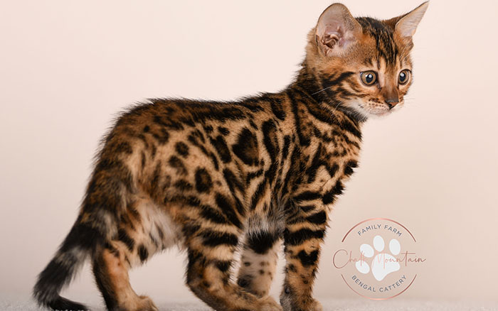 bengal kitten looking curious with ears forward