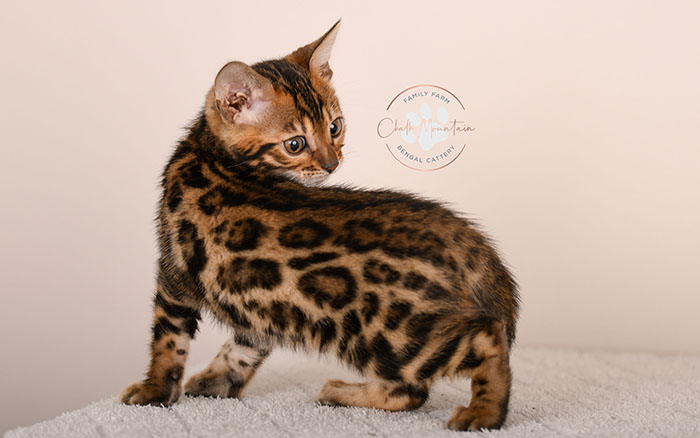 sweet bengal kitten relaxing indoors natural lighting