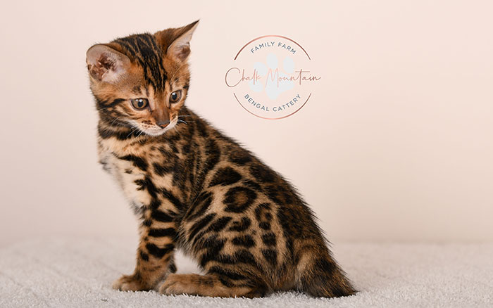 domestic bengal kitten with leopard print coat pattern
