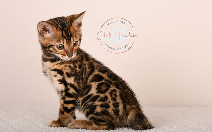 brown rosetted bengal kitten for sale in texas looking at camera