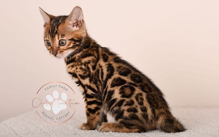 cute bengal kitten with leopard spots sitting on blanket