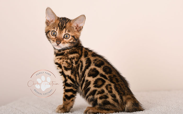 bengal kitten for sale