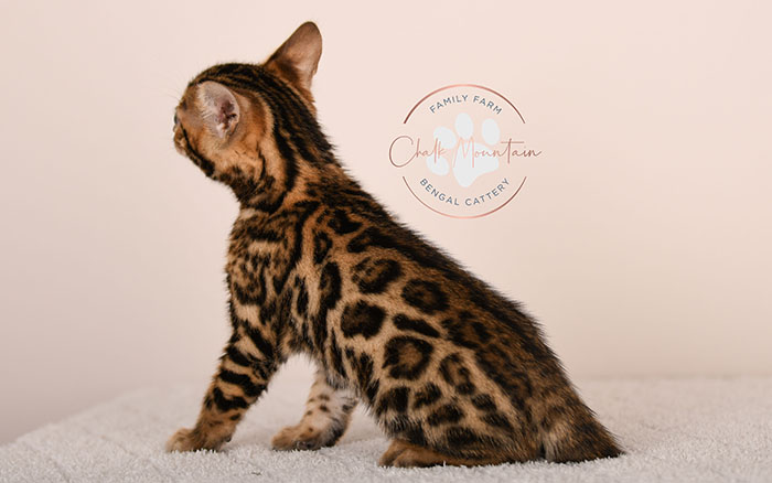 bengal kitten playing indoors with bright green eyes