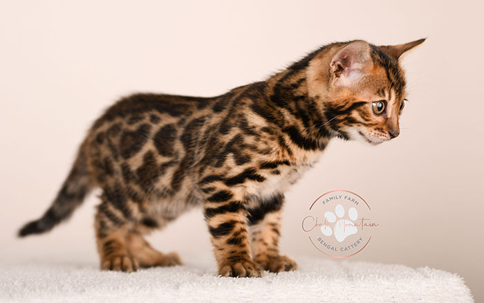cute bengal kitten with leopard spots sitting on blanket