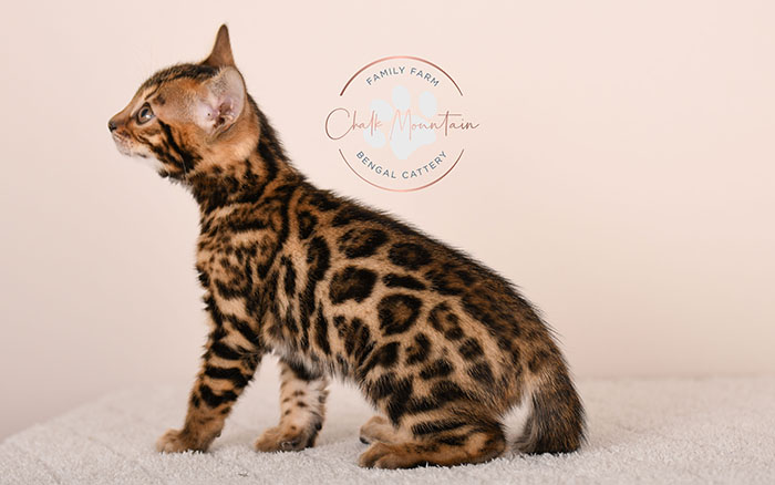 adorable brown bengal kitten standing profile view