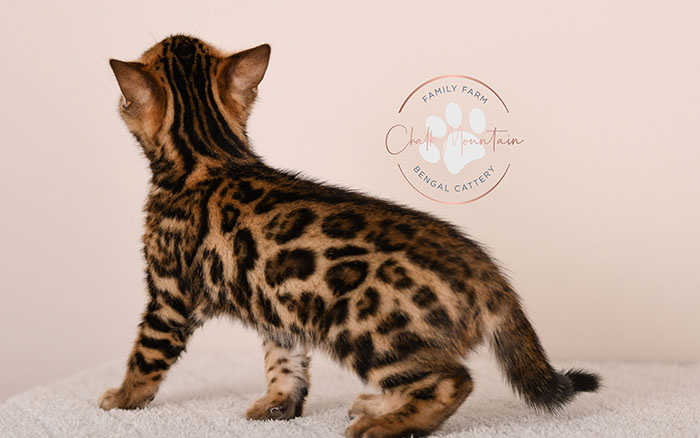 spotted bengal kitten with exotic coat pattern for sale