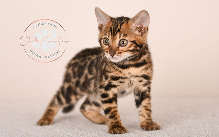 bengal kitten resting on soft blanket looking sleepy