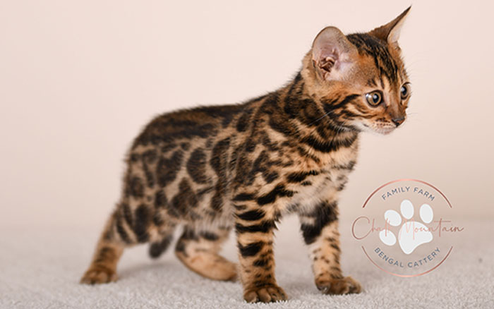 high quality bengal kitten with bold rosettes texas breeder