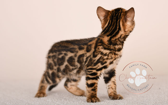 bengal kitten face close up with whiskers and markings