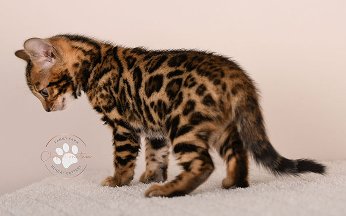 playful bengal kitten reaching forward with paw