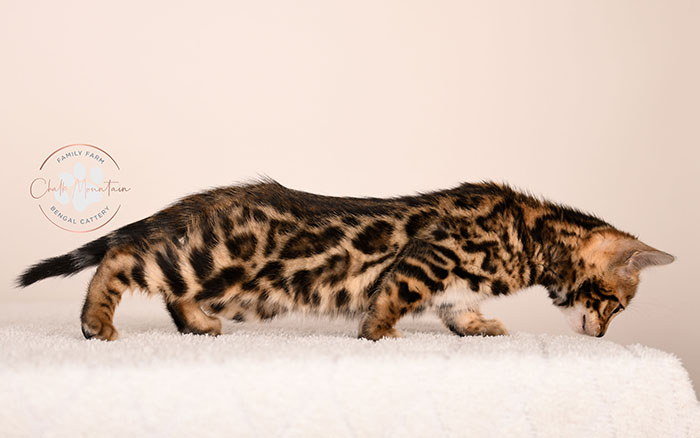Bengal kitten for sale